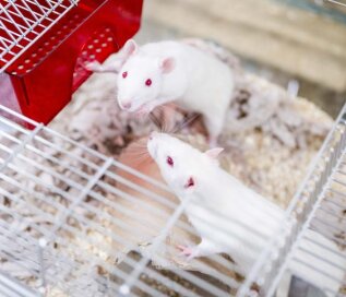 Rats Press